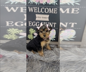 Yorkshire Terrier Puppy for sale in INDIANAPOLIS, IN, USA