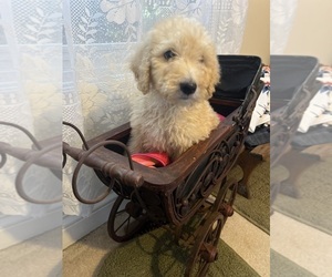 Poodle (Standard) Puppy for Sale in MILTON, Kentucky USA