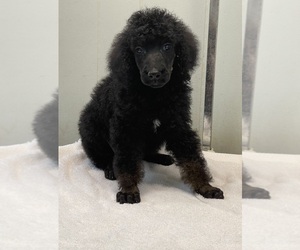 Poodle (Standard) Puppy for sale in BURNSVILLE, NC, USA