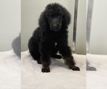 Small Photo #1 Poodle (Standard) Puppy For Sale in BURNSVILLE, NC, USA