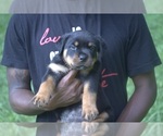 Small Photo #8 Rottweiler Puppy For Sale in MABLETON, GA, USA
