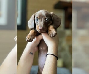 Dachshund Puppy for Sale in RIDGEVILLE, South Carolina USA