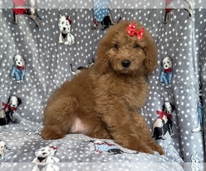 Goldendoodle Puppy for sale in LAKELAND, FL, USA