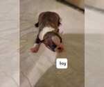 Small Photo #3 Boston Terrier Puppy For Sale in WICHITA, KS, USA