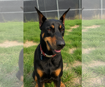 Small #2 Doberman Pinscher