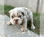 Small #10 English Bulldog