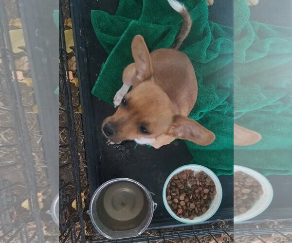 Medium Photo #2 Chihuahua-Unknown Mix Puppy For Sale in Grafton, WI, USA
