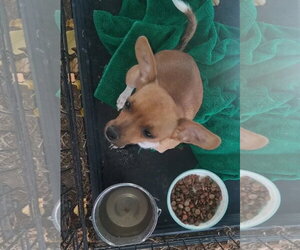 SPONSOR OR FOSTER ME - Taco - Male Chihuahua-Unknown Mix Dog for Adoption - Photo #2