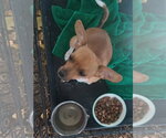 Small Photo #2 Chihuahua-Unknown Mix Puppy For Sale in Grafton, WI, USA