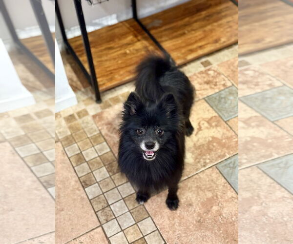 Medium Photo #4 Pomeranian Puppy For Sale in St. Louis Park, MN, USA