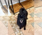 Small #3 Pomeranian