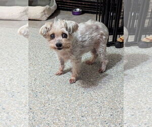 Mutt Dogs for adoption in Spring, TX, USA