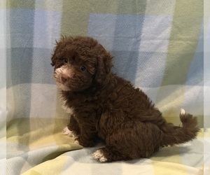 Havapoo Puppy for Sale in GUTHRIE, Kentucky USA