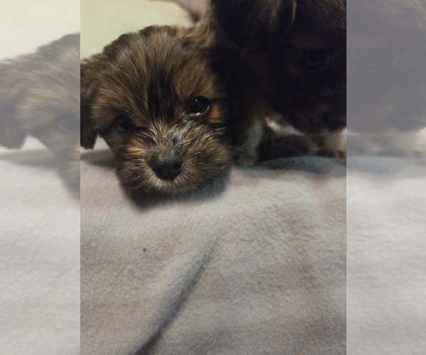 Medium Photo #11 Maltipom Puppy For Sale in HUDSON, MA, USA
