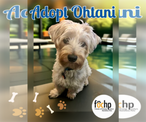 Mutt Dogs for adoption in Menifee, CA, USA