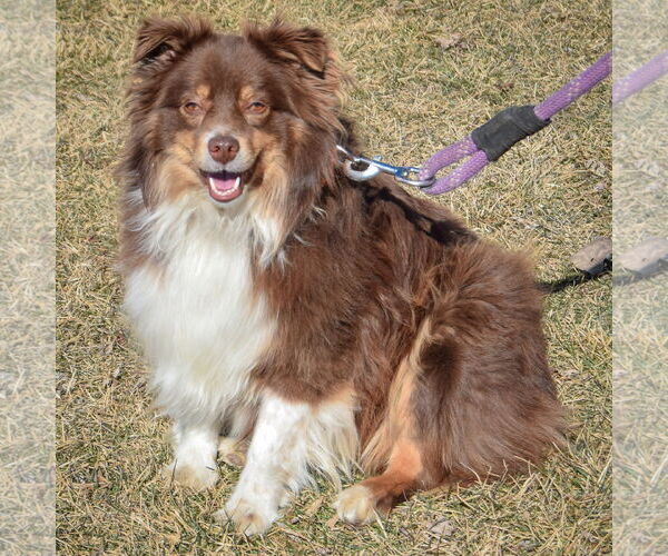 Medium Photo #4 Australian Shepherd Puppy For Sale in Huntley, IL, USA