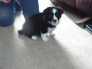 Border Collie Puppy for sale in HUDSONVILLE, MI, USA