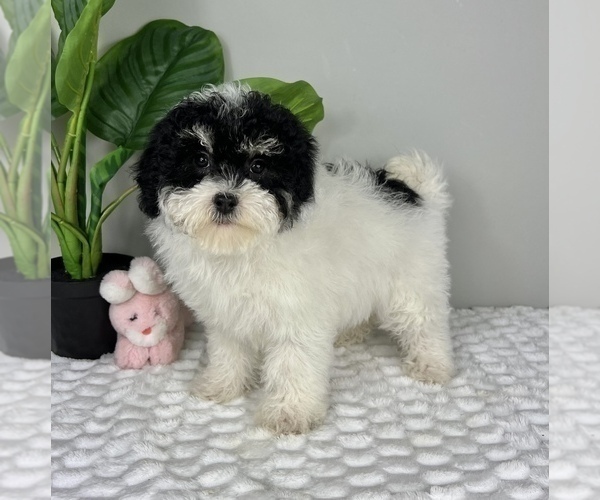 Medium Photo #3 Bernedoodle (Miniature) Puppy For Sale in FRANKLIN, IN, USA