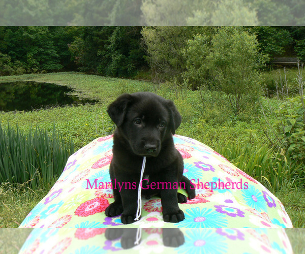 Medium Photo #5 German Shepherd Dog Puppy For Sale in PIEDMONT, MO, USA