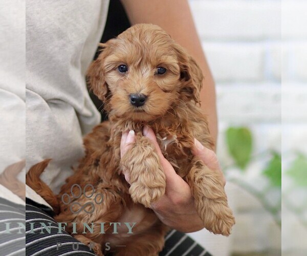 Medium Photo #5 Goldendoodle (Miniature) Puppy For Sale in NARVON, PA, USA