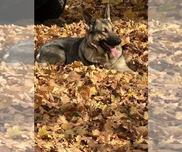 Medium Photo #22 German Shepherd Dog Puppy For Sale in PERKINSVILLE, VT, USA