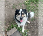 Small #3 Border Collie Mix