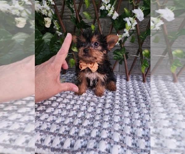 Medium Photo #5 Yorkshire Terrier Puppy For Sale in INDIANAPOLIS, IN, USA