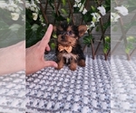 Small #4 Yorkshire Terrier