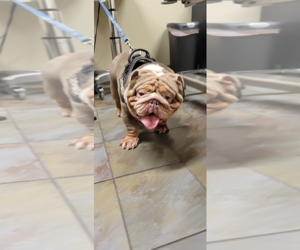 Medium Photo #26 English Bulldog Puppy For Sale in SACRAMENTO, CA, USA