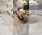 Small #25 English Bulldog