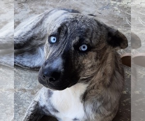 Catahoula Leopard Dog Puppy for sale in CARTHAGE, TX, USA