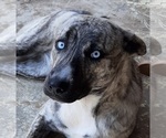 Small Photo #1 Catahoula Leopard Dog Puppy For Sale in CARTHAGE, TX, USA
