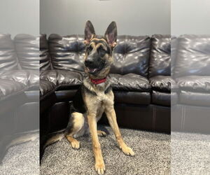 German Shepherd Dog-Unknown Mix Dogs for adoption in Princeton, MN, USA
