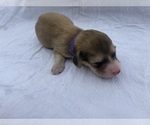 Puppy Pumpkin Dachshund