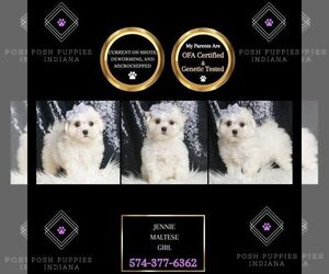 Maltese Puppy for sale in WARSAW, IN, USA