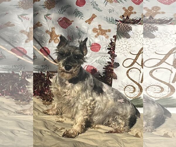 Medium Photo #1 Mutt Puppy For Sale in HOPKINSVILLE/PRINCETON, KY, NH, USA