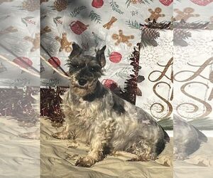 Mutt Dogs for adoption in HOPKINSVILLE/PRINCETON, KY, NH, USA