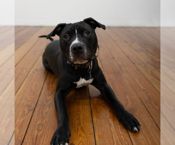 Medium Photo #8 American Pit Bull Terrier Puppy For Sale in Fargo, ND, USA