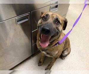 American Pit Bull Terrier Dogs for adoption in Riverside, CA, USA