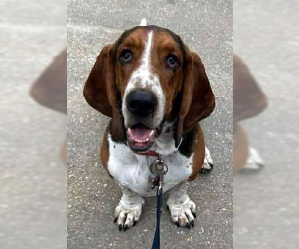 Medium Photo #3 Basset Hound Puppy For Sale in Deepwater, NJ, USA