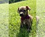 Small #1 Chihuahua Mix