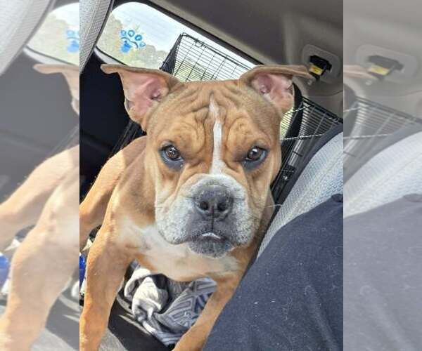 Medium Photo #8 American Pit Bull Terrier-Bulldog Mix Puppy For Sale in Raleigh, NC, USA