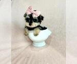 Small #5 Yorkshire Terrier