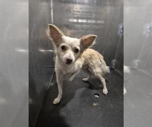 Mutt Dogs for adoption in San Antonio, TX, USA