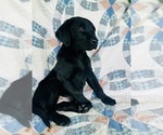 Puppy Chief Labrador Retriever