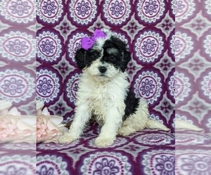 Miniature Bernedoodle Puppy for sale in OXFORD, PA, USA