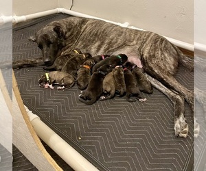 Anatolian Shepherd Puppy for sale in BROWNWOOD, TX, USA