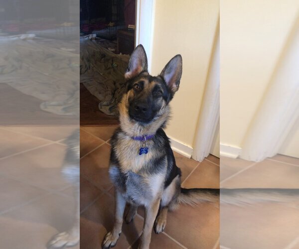 Medium Photo #3 German Shepherd Dog Puppy For Sale in Milpitas, CA, USA