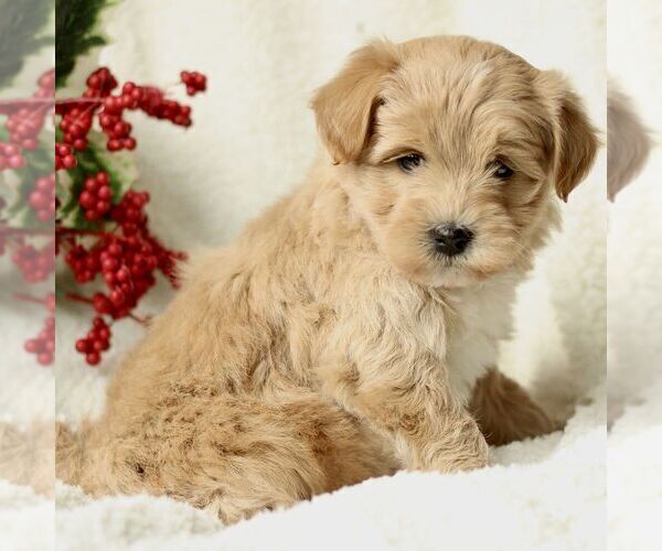 Medium Photo #4 Havapoo Puppy For Sale in LEOLA, PA, USA