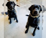 Small #30 Flat Coated Retriever